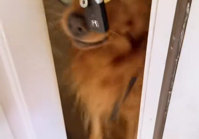 Golden Retriever ‘Retrieves’ Owner in Viral Welcome Home Video Golden Retriever ‘Retrieves’ Owner in Viral Welcome Home Video