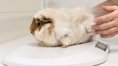 First Aid Kit for Guinea Pigs: What to Include