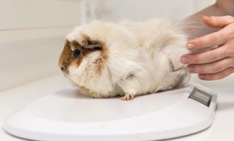 First Aid Kit for Guinea Pigs: What to Include First Aid Kit for Guinea Pigs: What to Include
