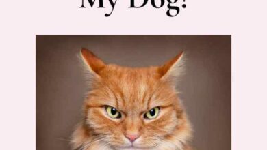 Help! My Cat Hates My Dog!