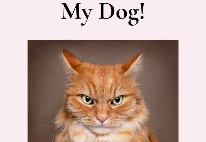Help! My Cat Hates My Dog!
