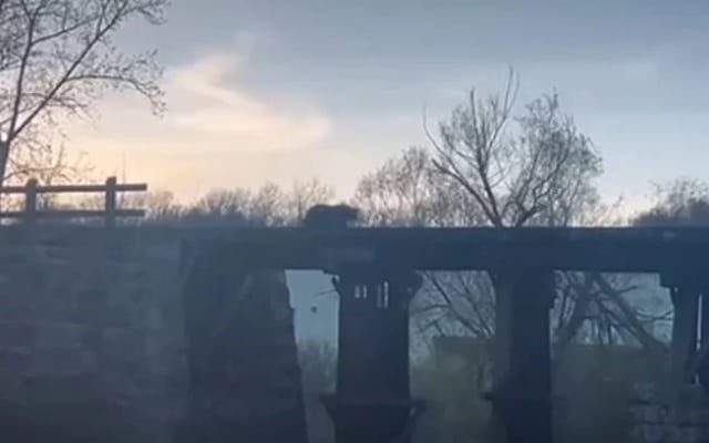 Heroic Mama Bear Rescues Cub After It Falls from Bridge into River Heroic Mama Bear Rescues Cub After It Falls from Bridge into River