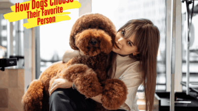 How Dogs Choose Their Favorite Person 🐶 • Kritter Kommunity
