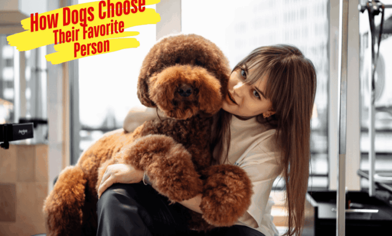 How Dogs Choose Their Favorite Person 🐶 • Kritter Kommunity
