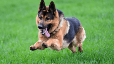 How Much Exercise Does a German Shepherd Need? 🐕💨 • Kritter Kommunity
