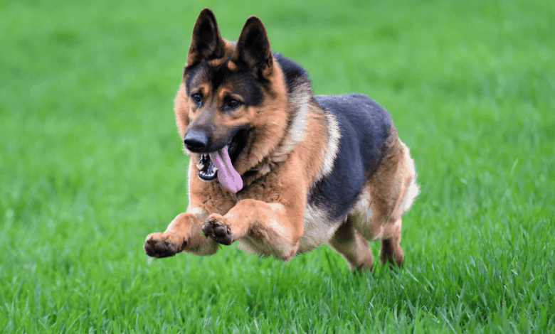 How Much Exercise Does a German Shepherd Need? 🐕💨 • Kritter Kommunity How Much Exercise Does a German Shepherd Need? 🐕💨 • Kritter Kommunity