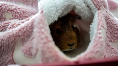 Signs Your Guinea Pig Might Be Dying