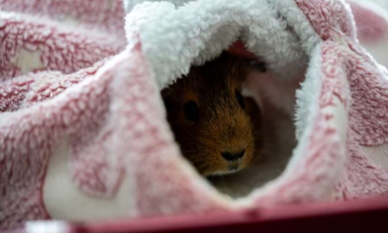 Signs Your Guinea Pig Might Be Dying Signs Your Guinea Pig Might Be Dying