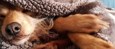 How To Stop Your Dog Destroying Their Bed