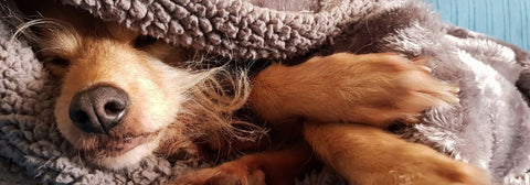 How To Stop Your Dog Destroying Their Bed How To Stop Your Dog Destroying Their Bed