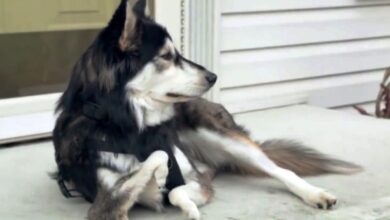 Everyone Rejected Him Due To His “Ugly” Legs, But One Woman Gave Him A Chance