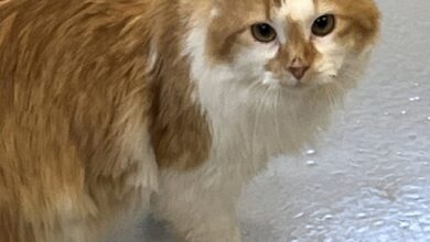 CATS Dorm Changes Human Lives And Has Saved 9 Felines So Far