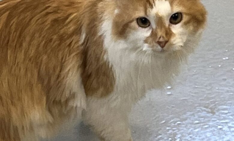 CATS Dorm Changes Human Lives And Has Saved 9 Felines So Far CATS Dorm Changes Human Lives And Has Saved 9 Felines So Far