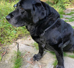 One simple trick can improve comfort in seriously ill or terminal pets in minutes