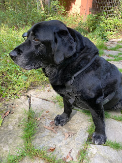 One simple trick can improve comfort in seriously ill or terminal pets in minutes One simple trick can improve comfort in seriously ill or terminal pets in minutes