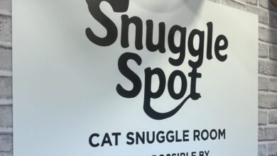 DPA Feline Snuggle Spot Now Open At CBC In Dallas
