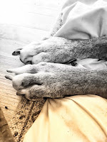 Easy-to-use product gives dogs with changing mobility and arthritis better grip on slippery surfaces