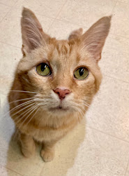 Observing sedation as a side effect of a pet’s pain medication—or is it something else? Observing sedation as a side effect of a pet’s pain medication—or is it something else?