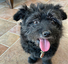 Orally disintegrating tablets can be a game-changer in administering medication in some pets