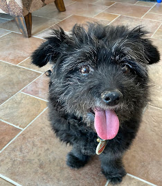 Orally disintegrating tablets can be a game-changer in administering medication in some pets
