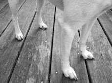 Want to enhance your pet’s overall quality of life in the fourth life stage, as well as your own? Capitalize on their youth