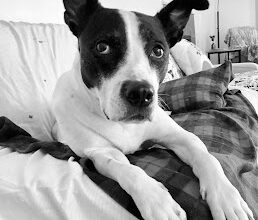 Waning appetite in a pet’s final months requires monitoring—and perspective