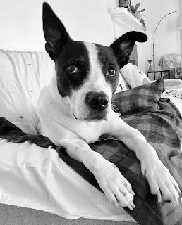 Waning appetite in a pet’s final months requires monitoring—and perspective Waning appetite in a pet’s final months requires monitoring—and perspective