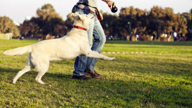 Helping Your Dog Diet and Achieve a Healthy Weight