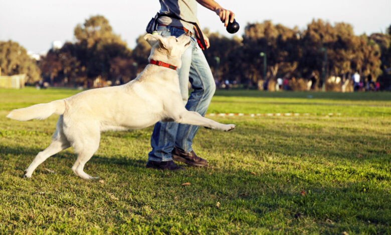 Helping Your Dog Diet and Achieve a Healthy Weight