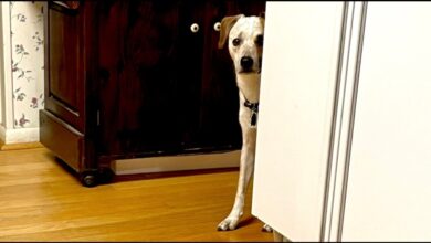 The Myth of the Happy Hiding Place