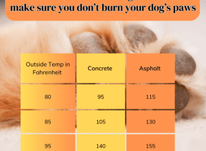 The Dangers of Walking your Pet During a Heatwave