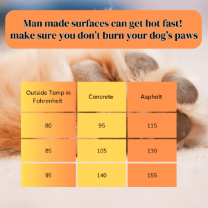 The Dangers of Walking your Pet During a Heatwave The Dangers of Walking your Pet During a Heatwave