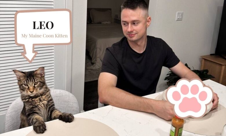 50+1 Reasons To Get a Cat