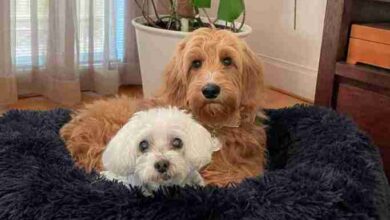 The Ultimate Guide for Pet Lovers