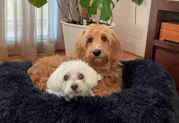 The Ultimate Guide for Pet Lovers The Ultimate Guide for Pet Lovers
