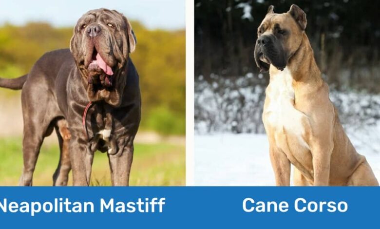 Neapolitan Mastiff vs. Cane Corso: The Main Differences (With Pictures)