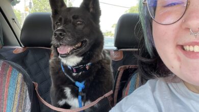 A 7-Year-Old Dog Finds Love After Nearly 5 Years In A Shelter, HSDC
