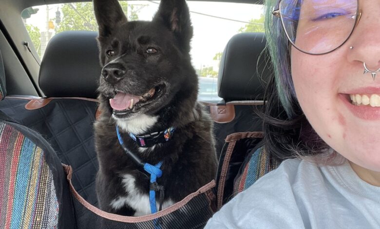 A 7-Year-Old Dog Finds Love After Nearly 5 Years In A Shelter, HSDC A 7-Year-Old Dog Finds Love After Nearly 5 Years In A Shelter, HSDC
