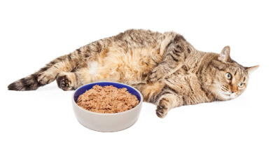 How To Put A Cat On A Diet