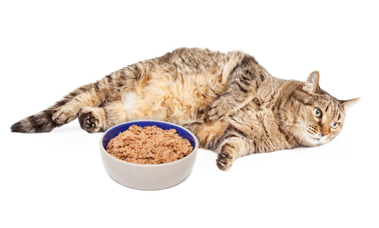 How To Put A Cat On A Diet
