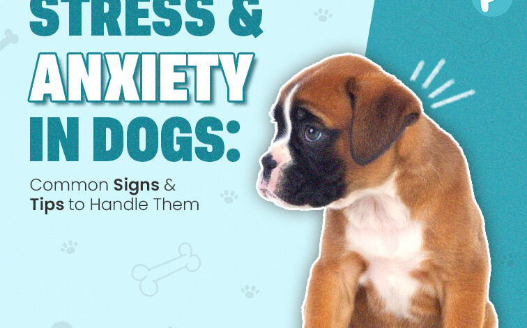 Common Signs & Tips to Handle Them