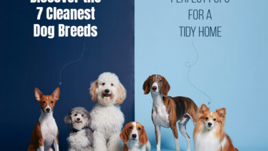 Perfect Pups for a Tidy Home