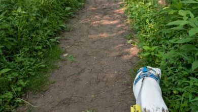 Walks with Penny – Oh My Dog!