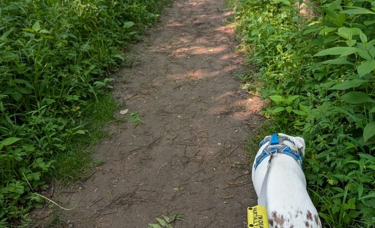 Walks with Penny – Oh My Dog!