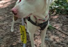 Penny’s Quirks – Oh My Dog!
