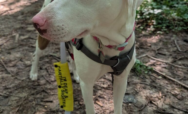 Penny’s Quirks – Oh My Dog!