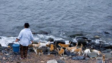 Cat Heaven Island