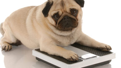 How to Tell if Your Dog is Overweight