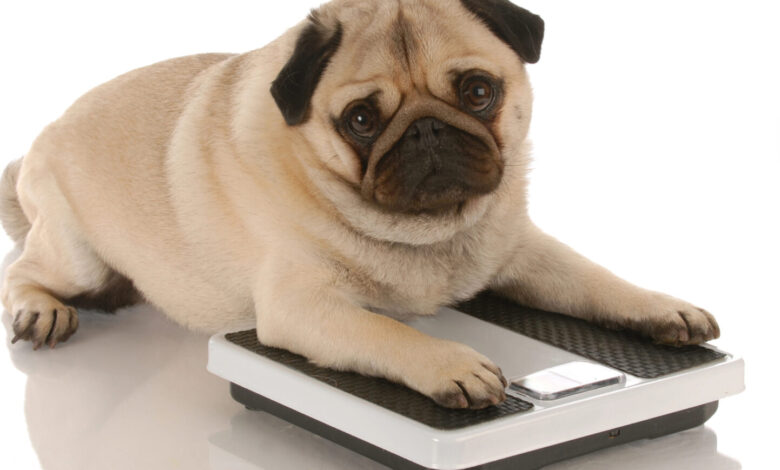 How to Tell if Your Dog is Overweight