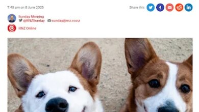 Answering Curly Questions About Dogs and Cats with RNZ Sunday Morning